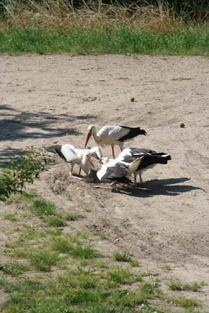 Gestütsweg2008 074